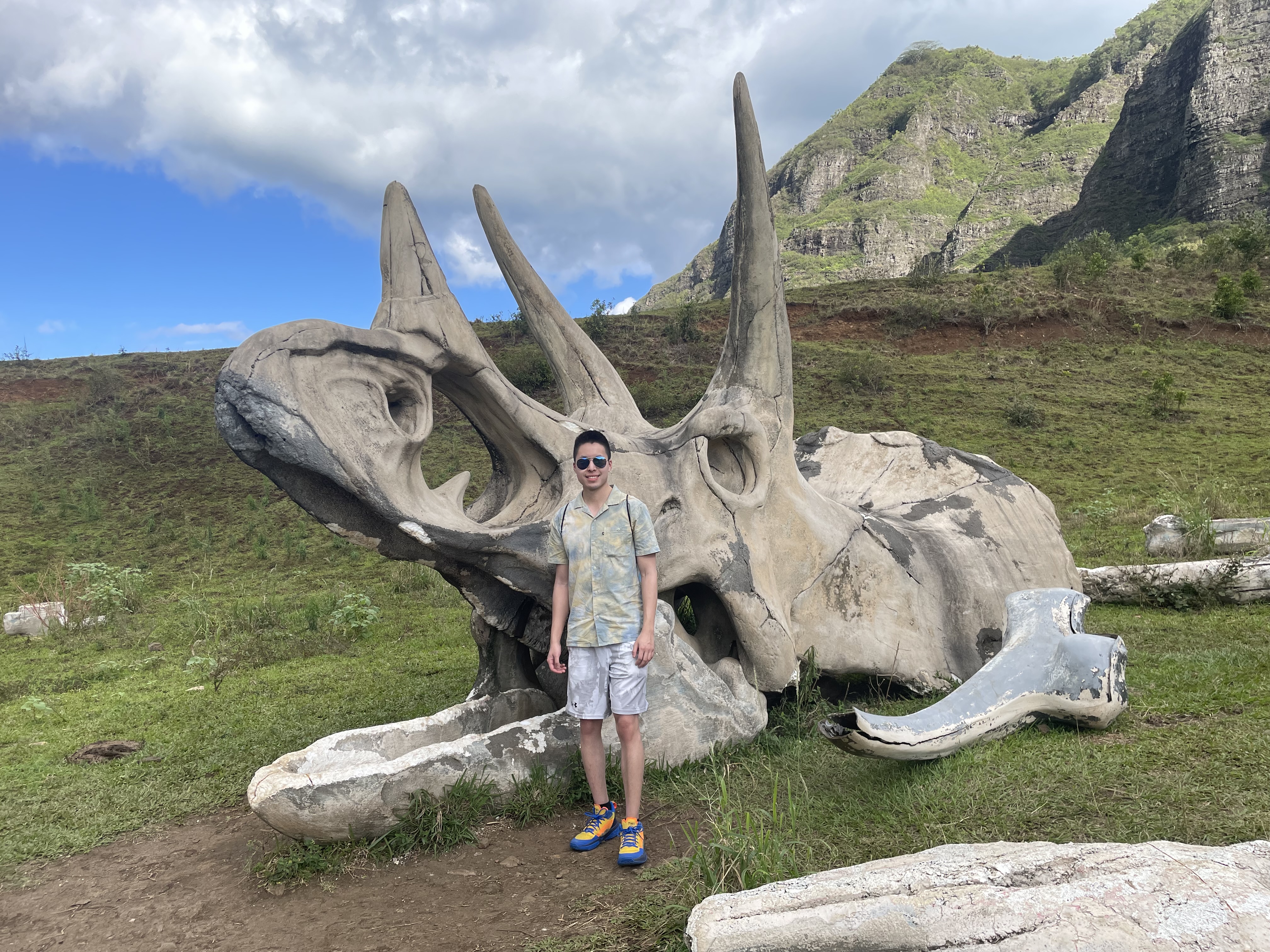 Triceratops skull fossil model
