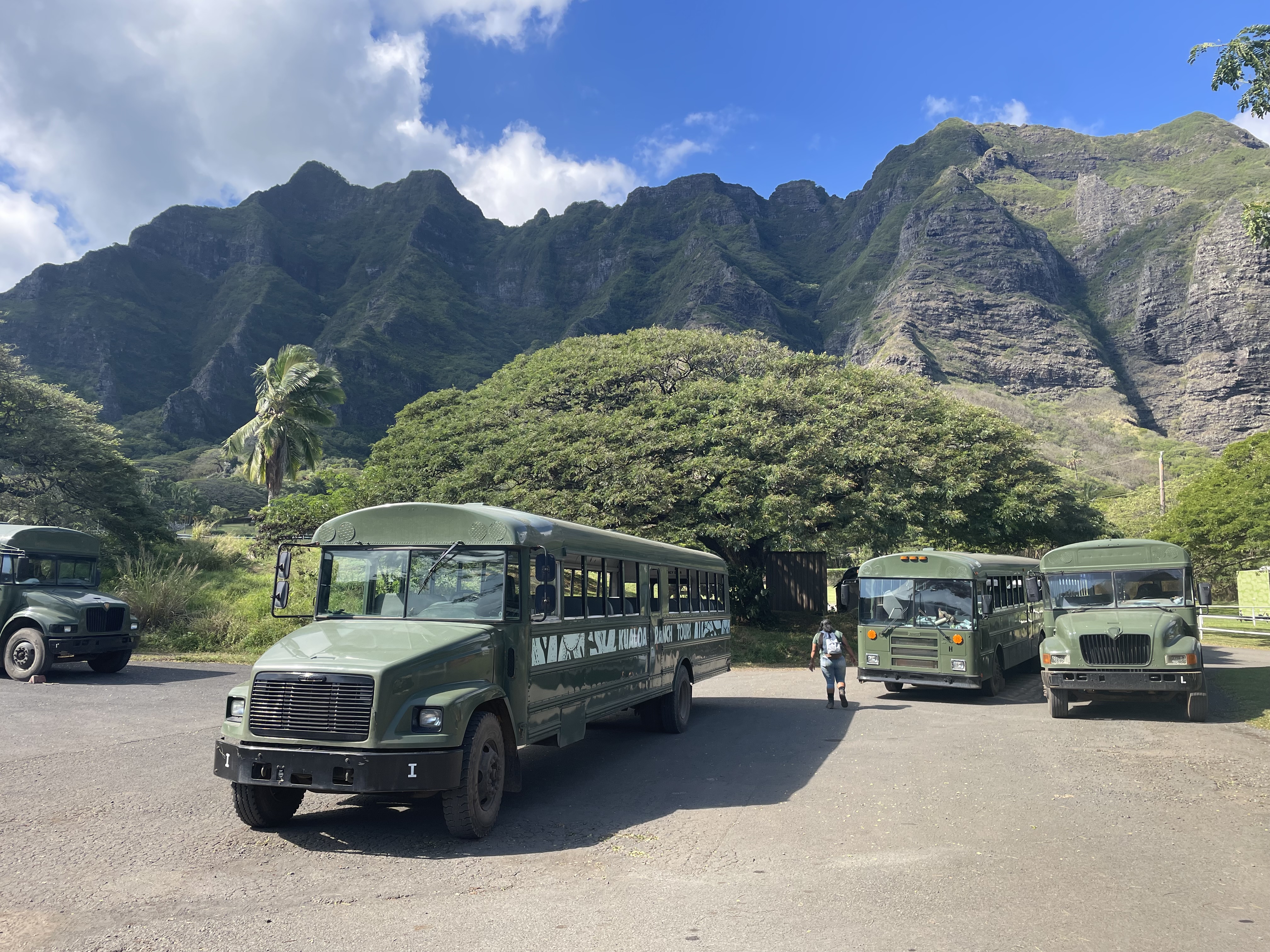 Busses for the Kualoa Ranch tours