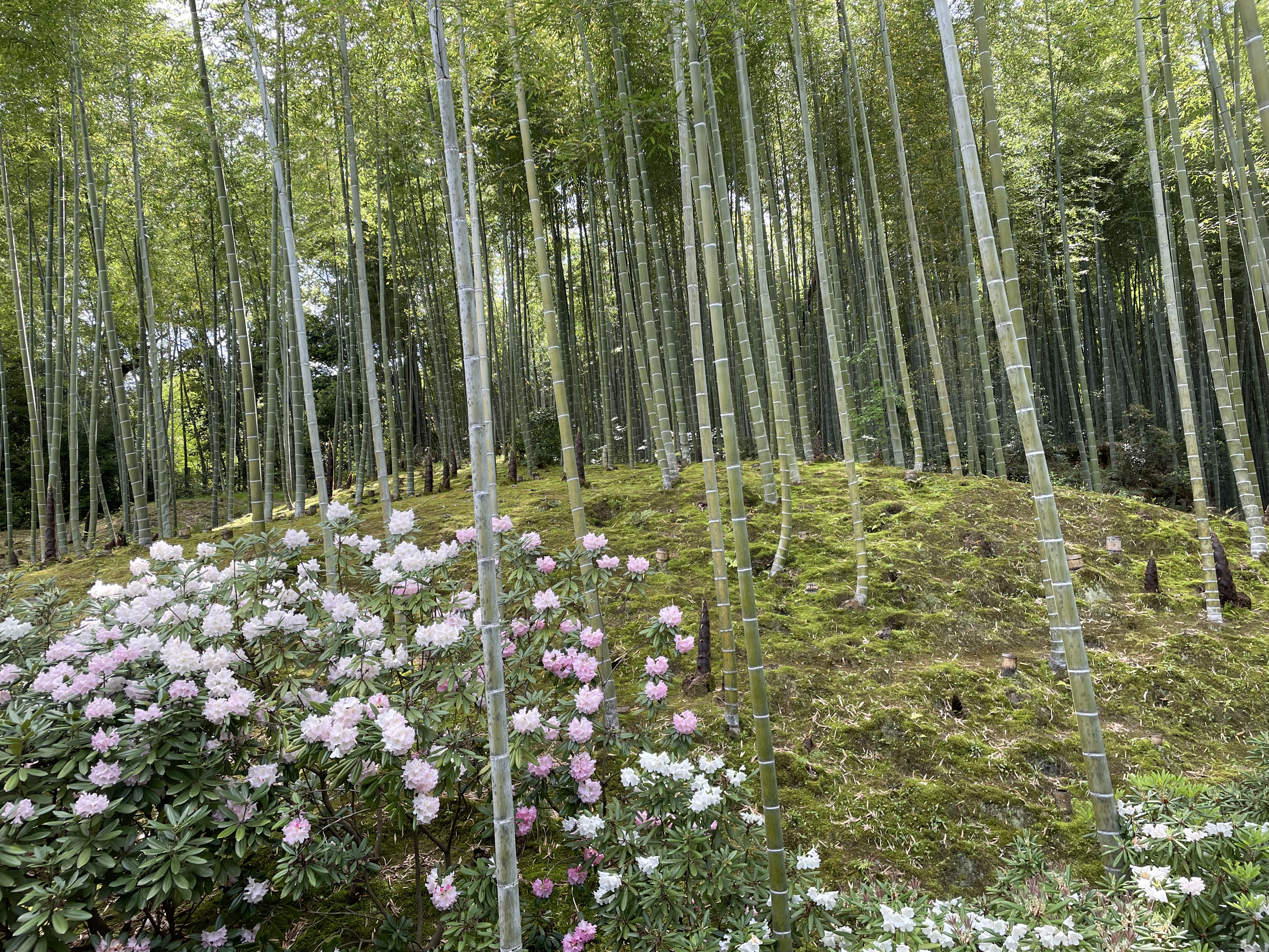 Bamboo forest in Tenryu-Ji temple